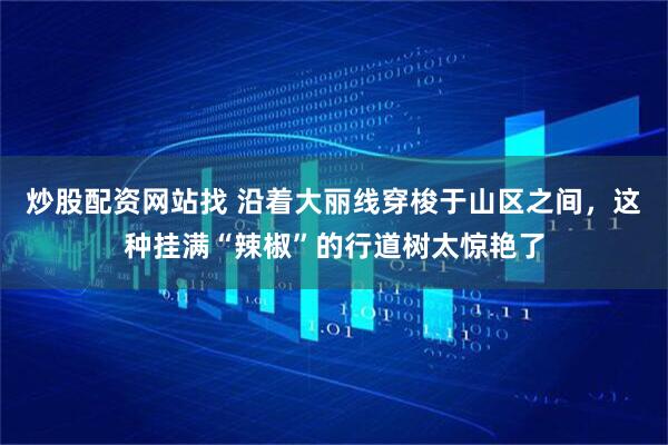 炒股配资网站找 沿着大丽线穿梭于山区之间，这种挂满“辣椒”的行道树太惊艳了